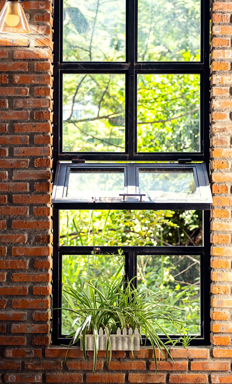 Big window with greenery. Fragment of rustic house.
